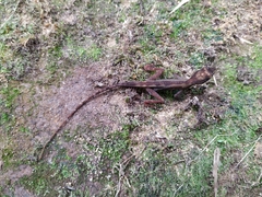 Anolis tropidogaster