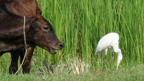 Eastern Cattle-Egret