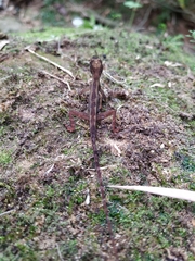 Anolis tropidogaster