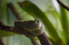 Bothrops bilineatus