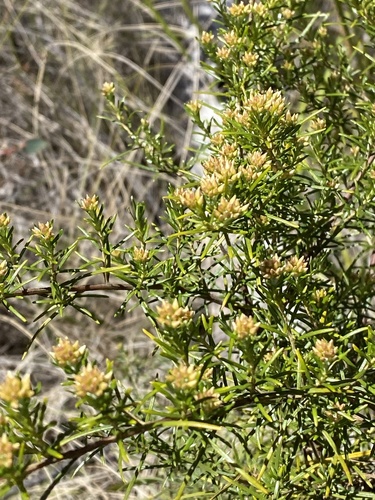 Ozothamnus thyrsoideus observed 2023-10-22