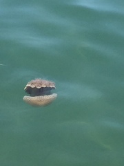 Phyllorhiza punctata