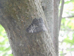 Hamadryas amphichloe