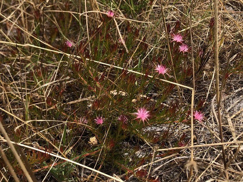 Image of Diastella proteoides by (c) Caroline Voget, some rights reserved (CC BY)