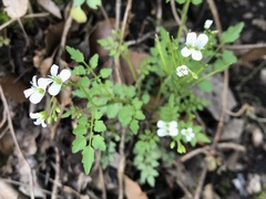 Cardamine auriculata