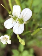 Cardamine auriculata