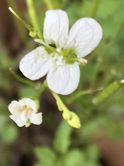 Cardamine auriculata