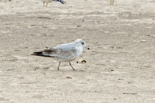 Ring-billed Gull photographed in Indiana