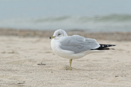 Ring-billed Gull photographed in Indiana