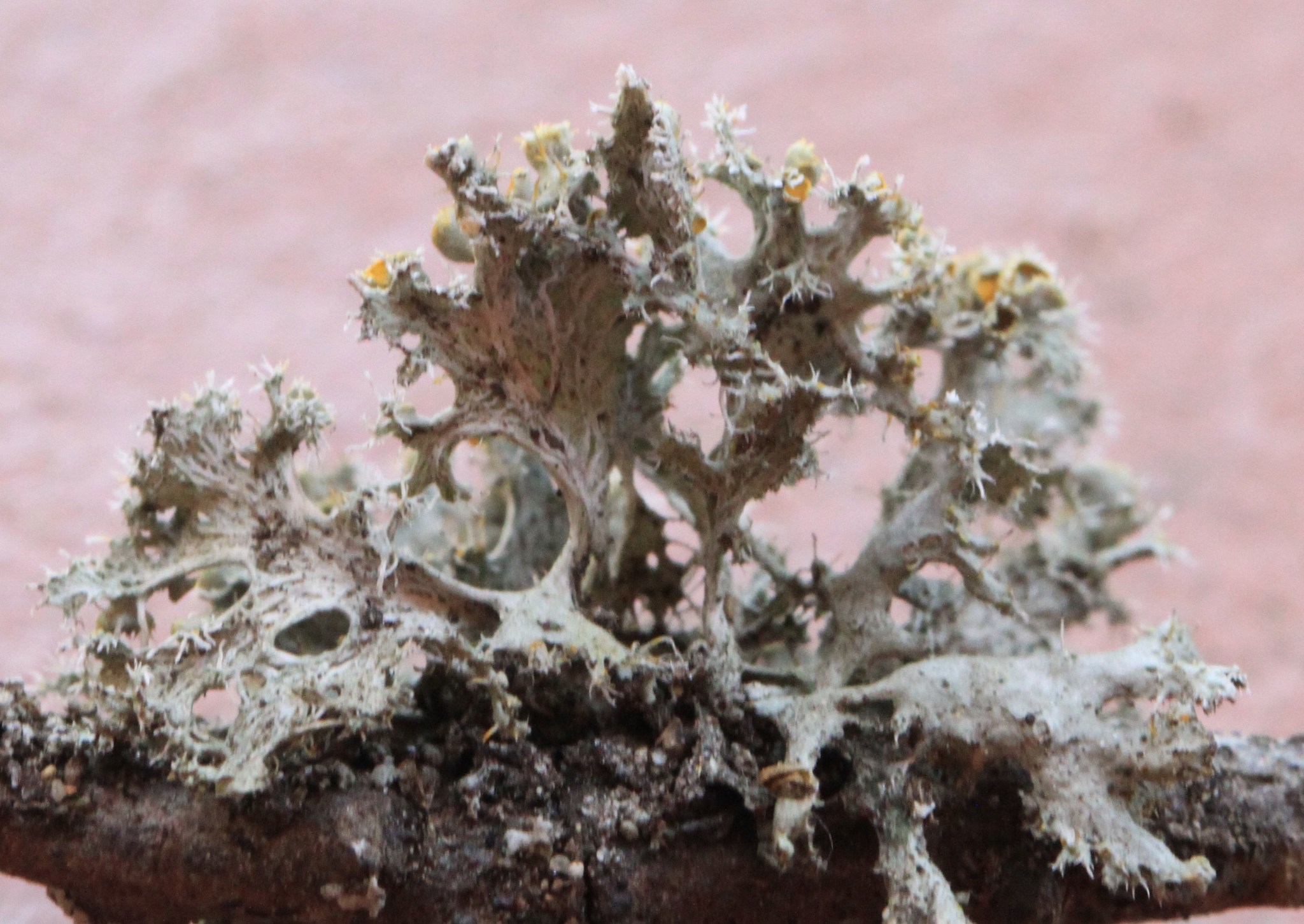 Teloschistaceae image