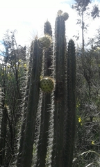 Corryocactus melanotrichus