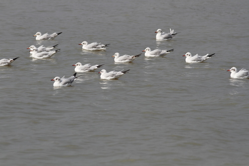 Black-headed Gull