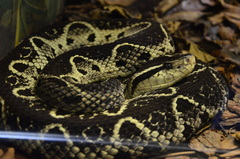 Bothrops