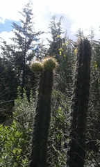 Corryocactus melanotrichus