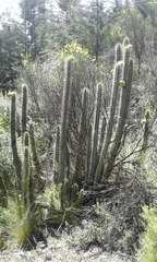 Corryocactus melanotrichus
