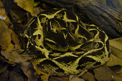 Bothrops jararacussu
