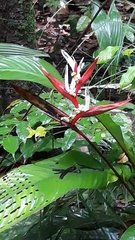 Heliconia acuminata