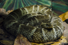 Bothrops leucurus