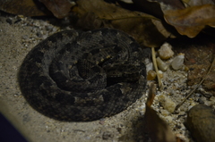 Bothrops marmoratus