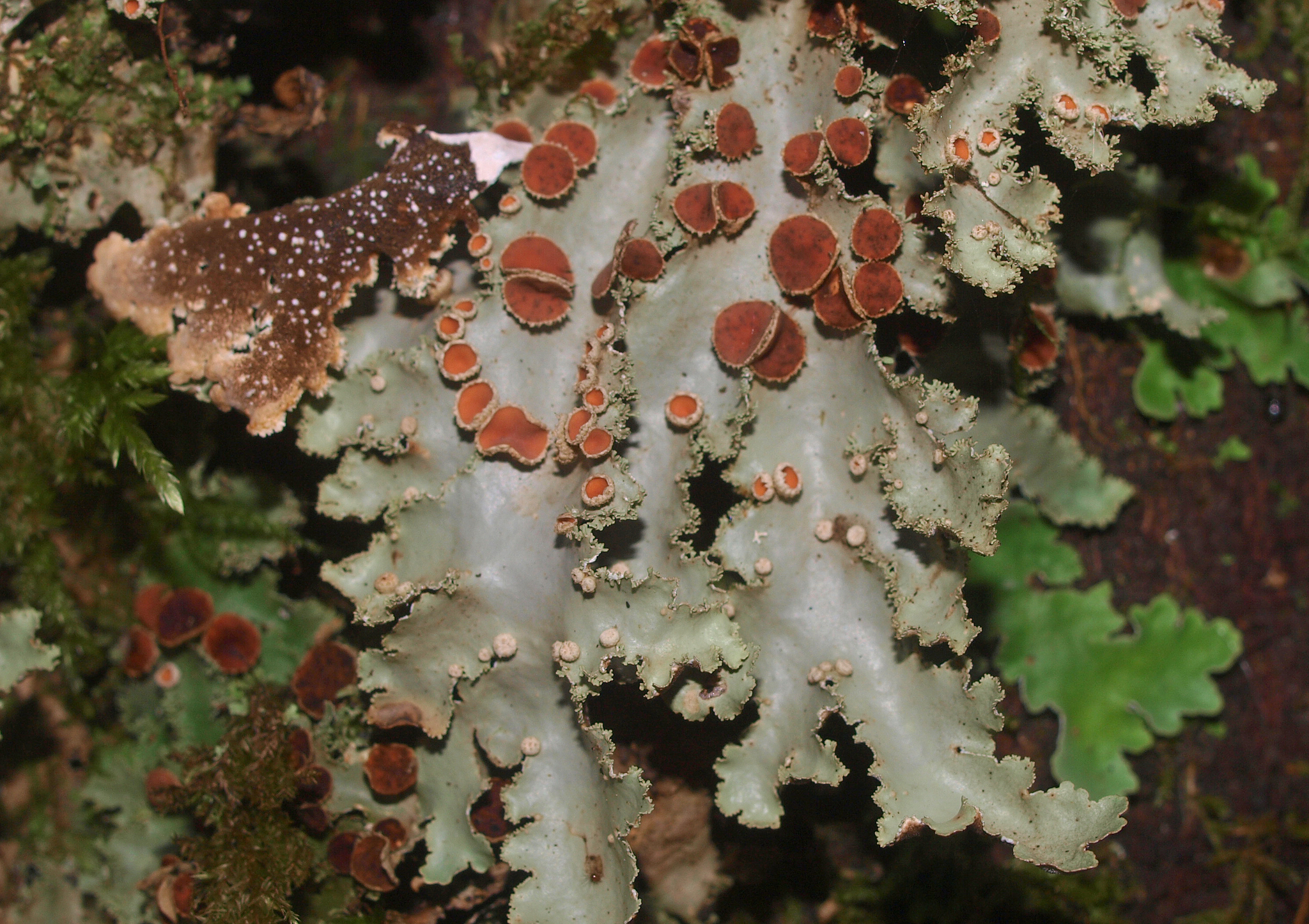 Pseudocyphellaria glabra image