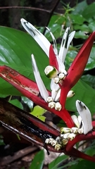 Heliconia acuminata