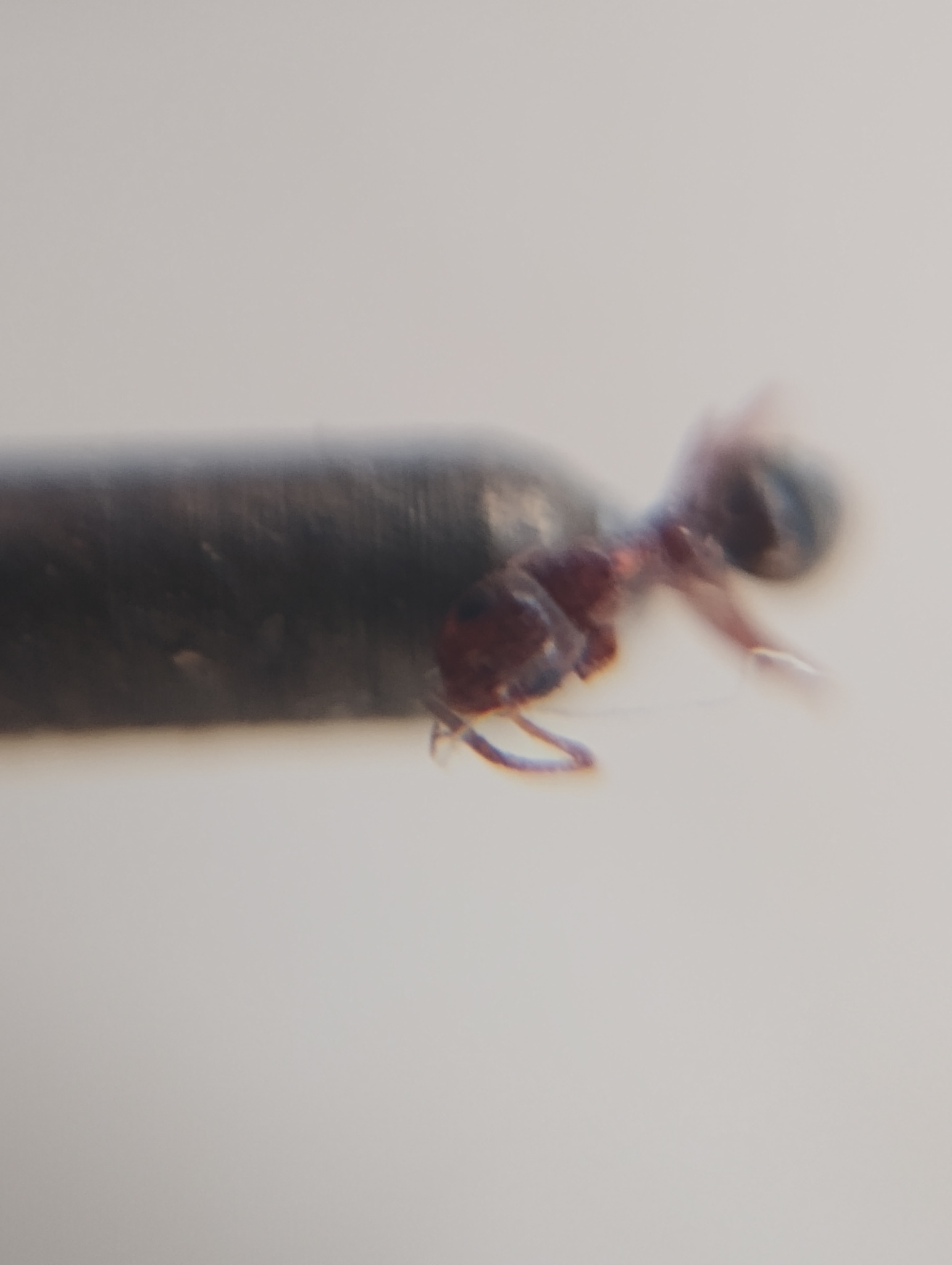 Lepisiota pusaensis