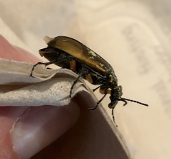 Pomphopoea