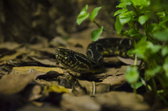 Bothrops neuwiedi