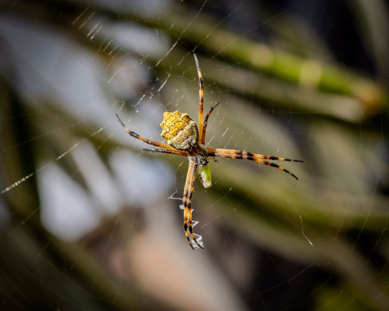 Argiope image