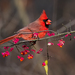Northern Cardinal - Photo (c) Paul Reeves, some rights reserved (CC BY-NC-SA), uploaded by Paul Reeves