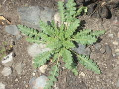 Mentzelia micrantha
