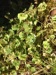 Claytonia perfoliata