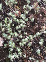 Stylocline gnaphaloides