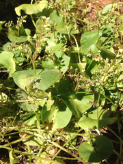 Claytonia perfoliata