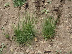 Melica imperfecta