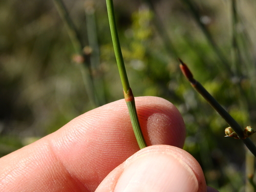 Ephedra triandra (Ephedra triandra)