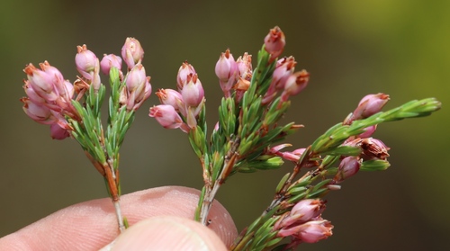 Image of Erica palliiflora by (c) Tony Rebelo, some rights reserved (CC BY-SA)