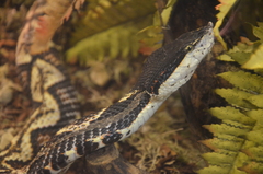 Deinagkistrodon acutus