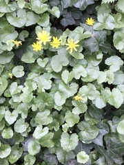 Ficaria verna