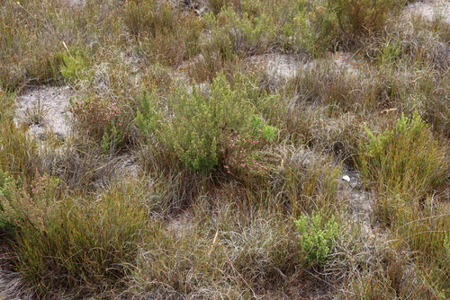 Image of Erica palliiflora by (c) Tony Rebelo, some rights reserved (CC BY-SA)
