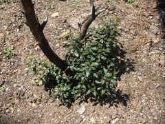 Frangula californica californica