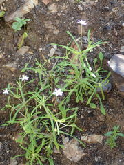 Meconella denticulata