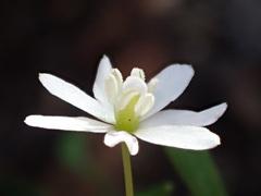 Meconella denticulata