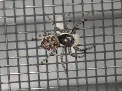 Menemerus semilimbatus