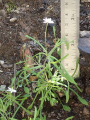 Meconella denticulata