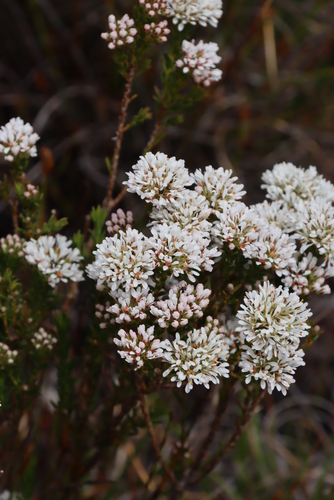 Image of Agathosma imbricata by (c) Tony Rebelo, some rights reserved (CC BY-SA)