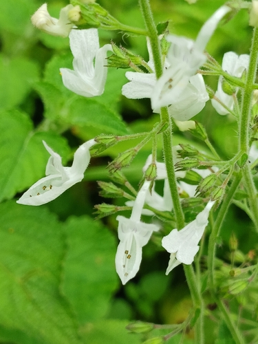 Image of Equilabium laxiflorum by (c) Ferncliffe forest wilding, some rights reserved (CC BY)