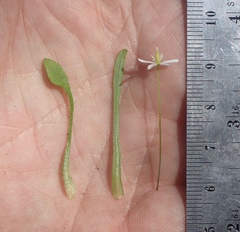 Meconella denticulata