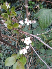 Prunus cerasifera