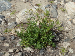 Tauschia arguta